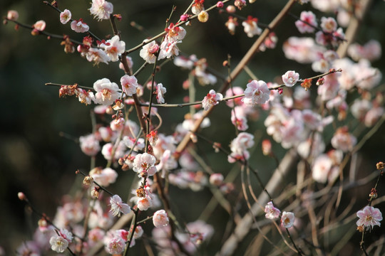 梅花 花 粉色 梅林 开花