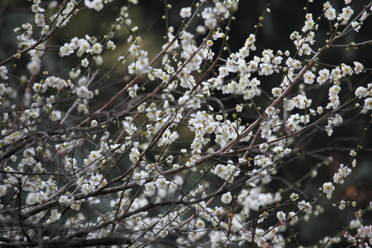 梅花 花