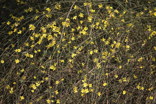 迎春花