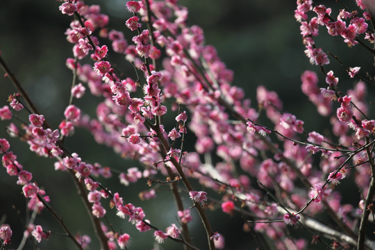 梅花 花