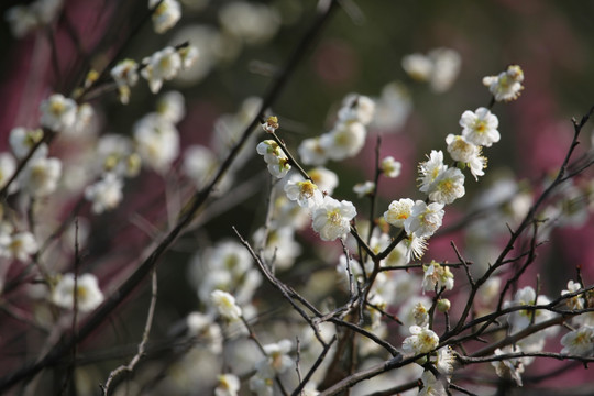 梅花 花