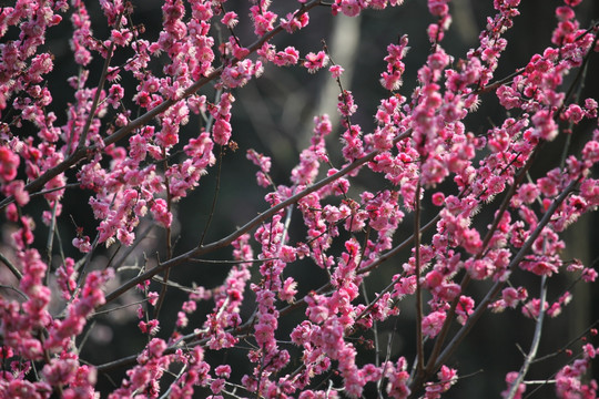 梅花 花 粉色 梅林 开花