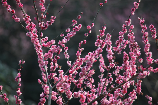 梅花 花