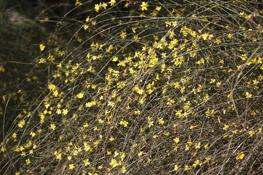 迎春花 报春花 新鲜的