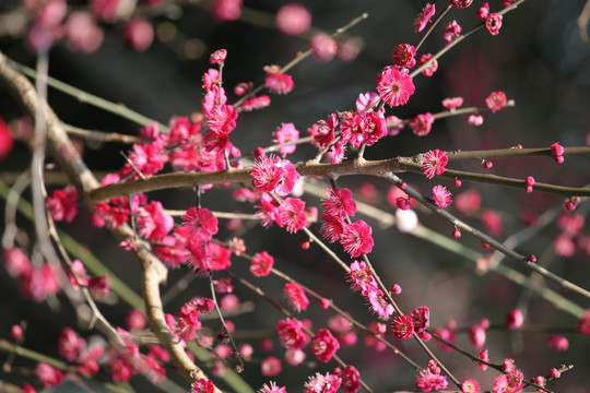 梅花 花 粉色 梅林