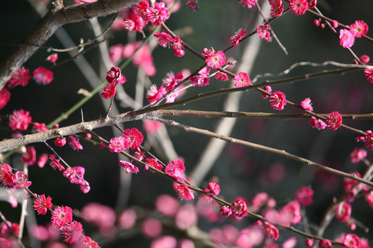 梅花 花