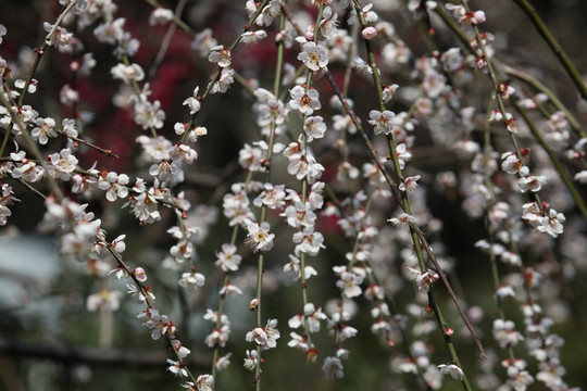 梅花 花 粉色