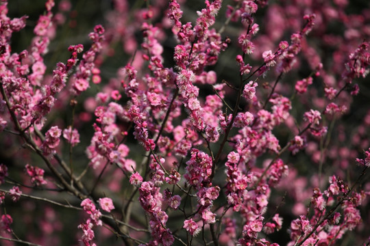 梅花 花 粉色 梅林 开花