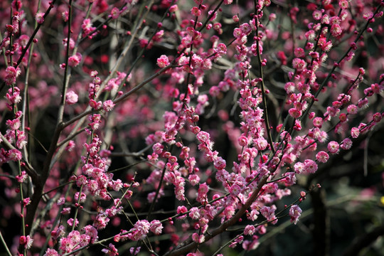 梅花 花 粉色