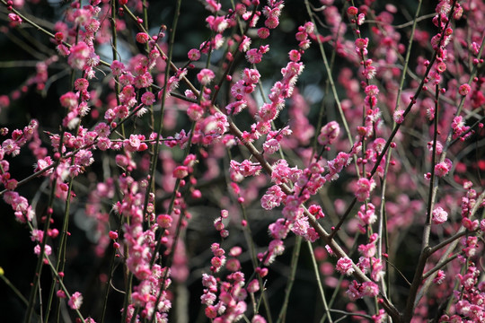 梅花 花 粉色