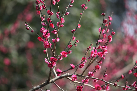 梅花 花 粉色