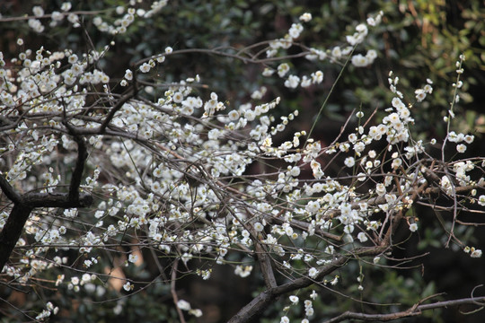 梅花 花 粉色 梅林