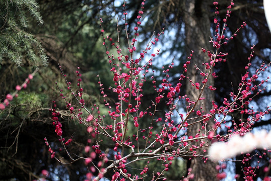 梅花 花 粉色