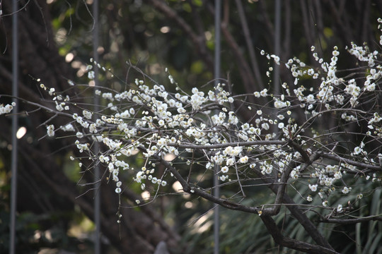 梅花 花 粉色 梅林