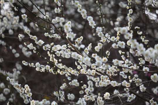 梅花 花