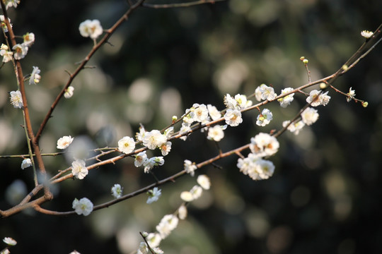 梅花 花 粉色 梅林