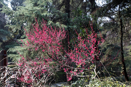 梅花 花 粉色 梅林 开花