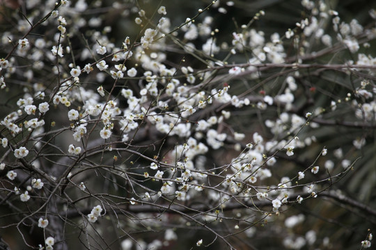 梅花 花 粉色 梅林