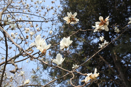 玉兰花 玉兰 花