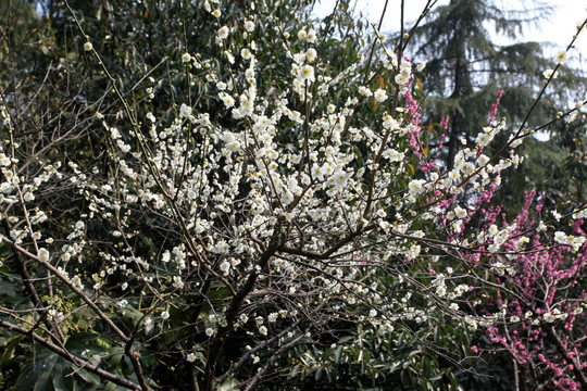 梅花 花 粉色 梅林