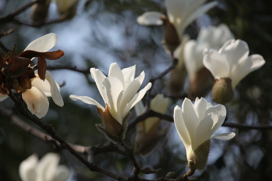 玉兰花