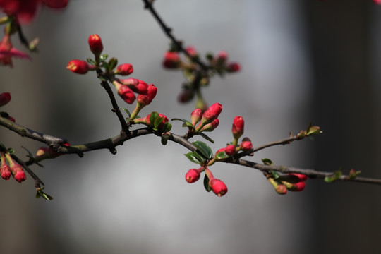 海棠花 花 花卉