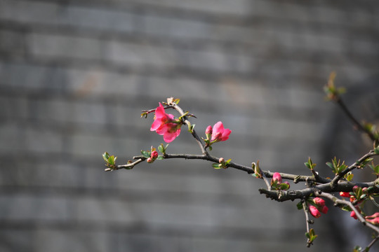 海棠花 花