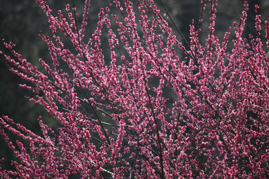 梅花 花 粉色 梅林