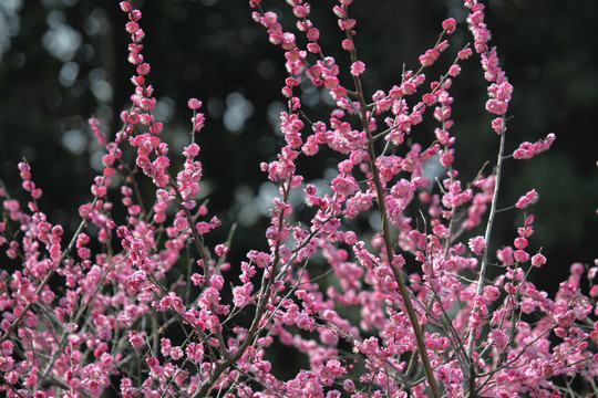 梅花 花 粉色 开花