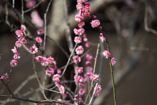 梅花