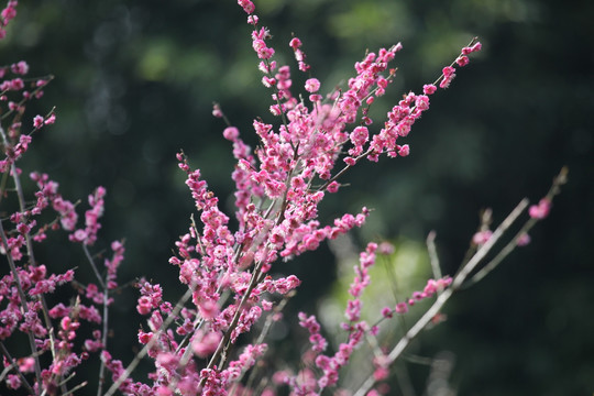 梅花 花 粉色