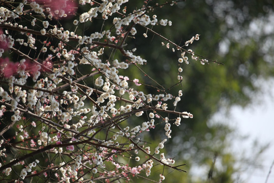 梅花 花 粉色 开花