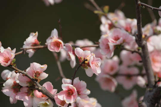 梅花 花 粉色