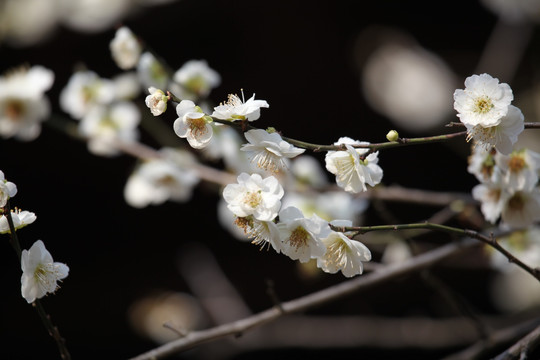 梅花