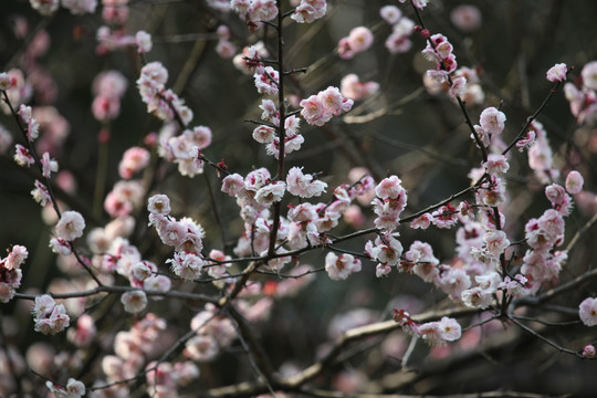 梅花 花 粉色 开花