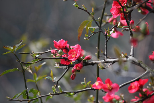 海棠花 花 花卉 春天 江南