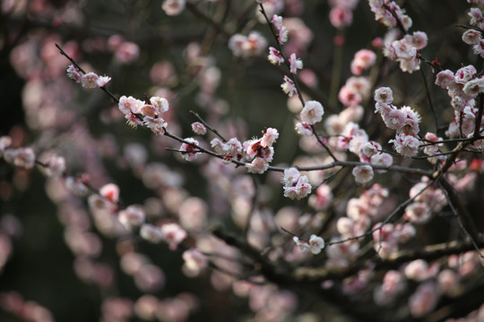 梅花 花 粉色