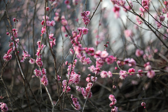 梅花