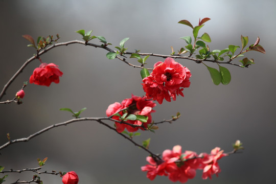 海棠花