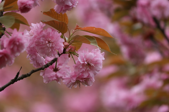 樱花