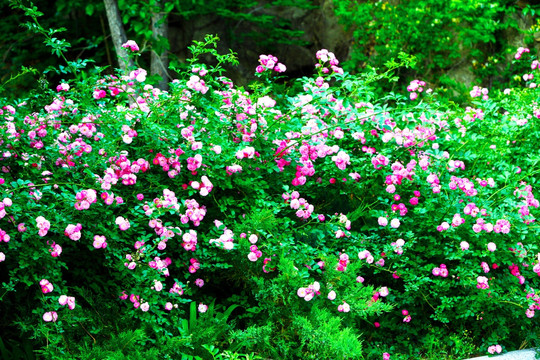 花丛 牡丹花 花卉 鲜花