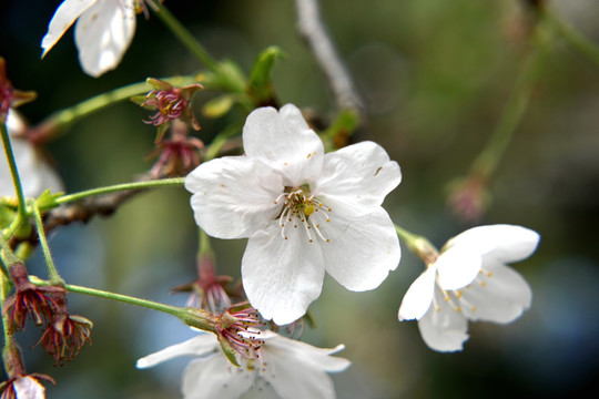 樱花