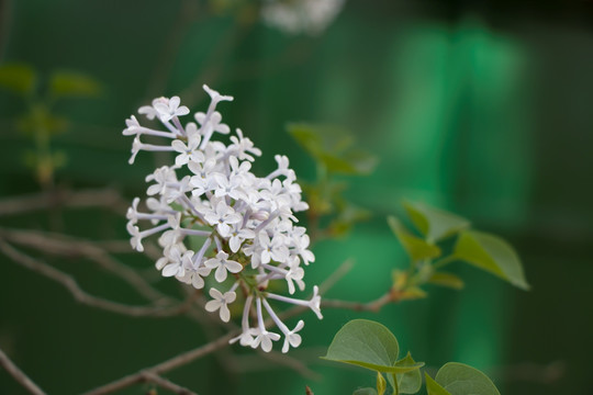 丁香花