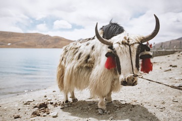 羊湖边上的牦牛 
