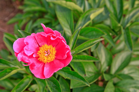 中药材芍药花