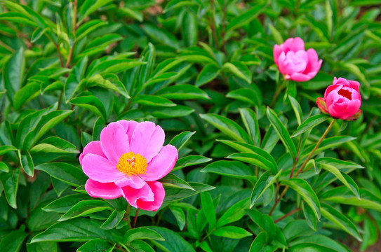 中药材芍药花