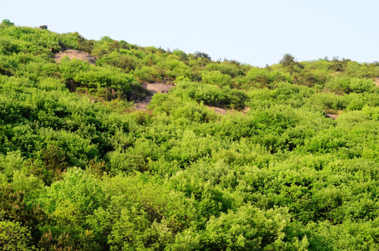 山林植被 绿色背景