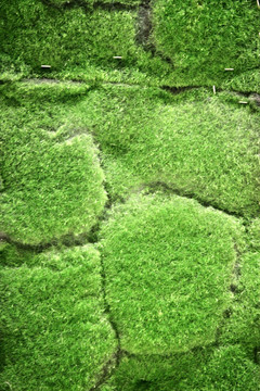 绿色植物墙 苔藓 极地植物