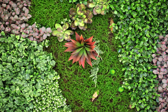 绿色植物墙 植物墙