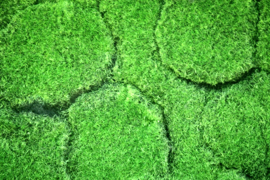 绿色植物墙 苔藓